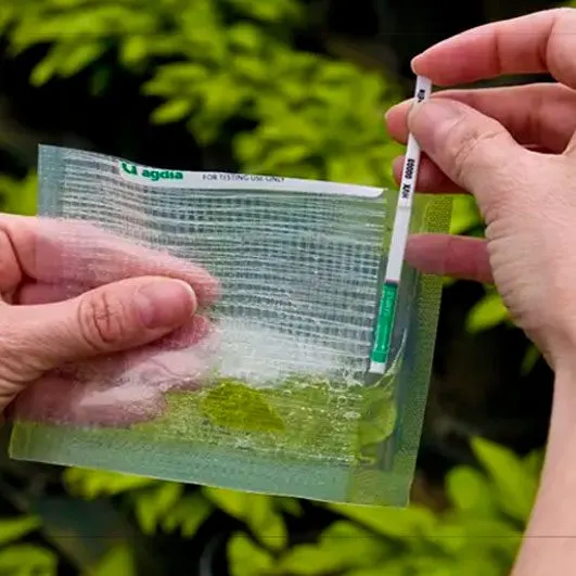 A hand dipping an Agdia ImmunoStrip into a sample bag with a leafy green background